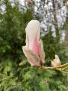 Фото Magnolia grandiflora бело-розовой 