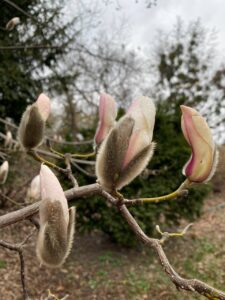 Фото Magnolia grandiflora бело-розовой начало цветения