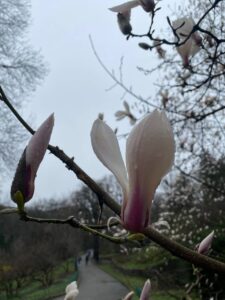 Фото Magnolia grandiflora бело-розовой не раскрытой