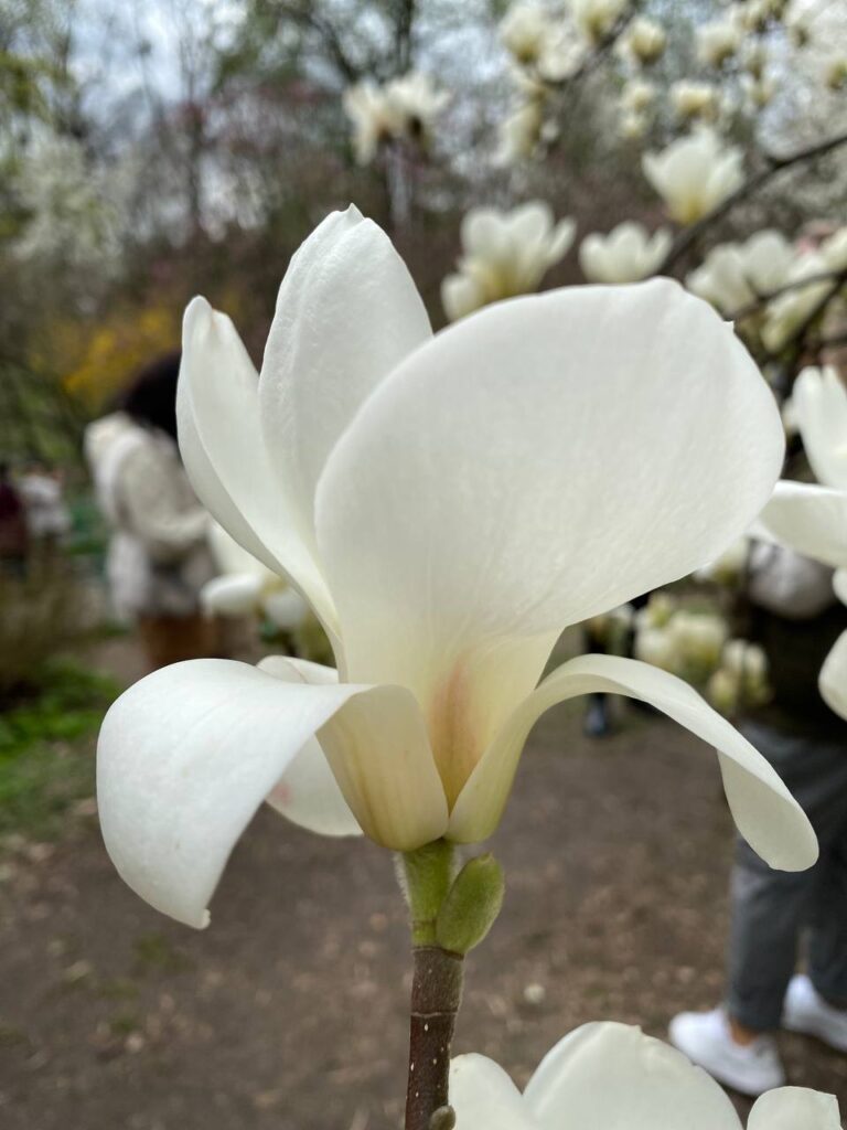 Фото Magnolia grandiflora белой